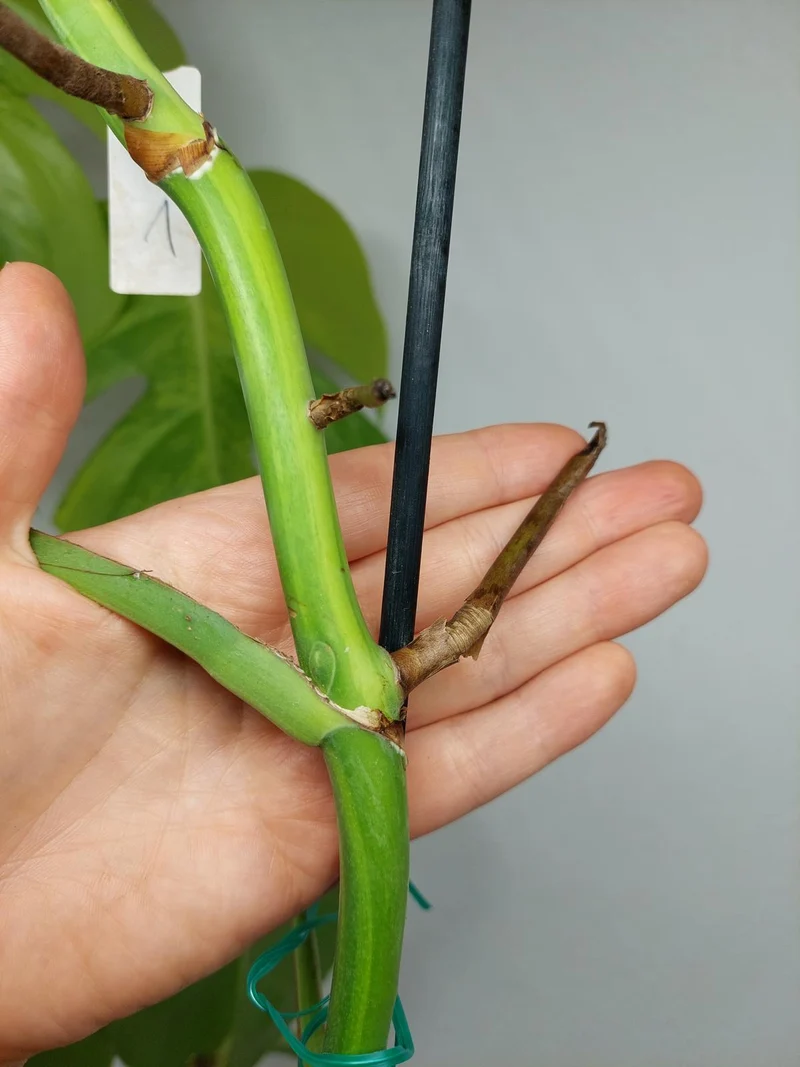 Monstera Aurea Stecklinge
