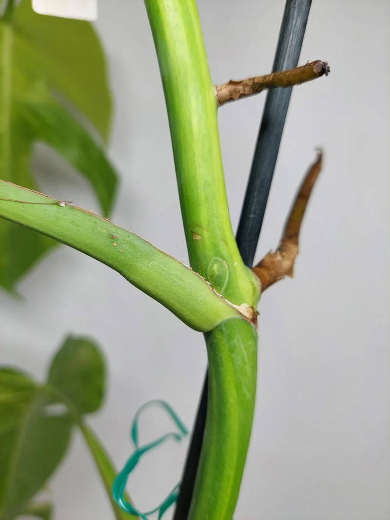 Monstera Aurea Stecklinge