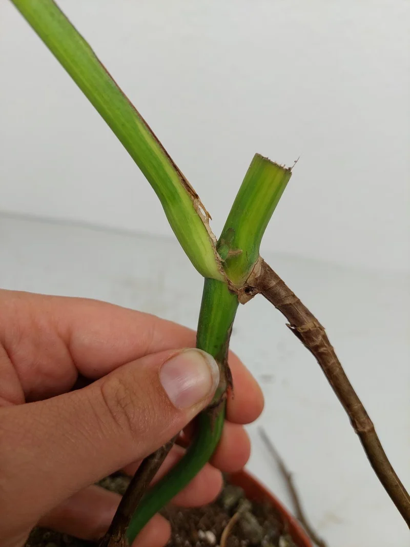 Monstera Aurea Stecklinge