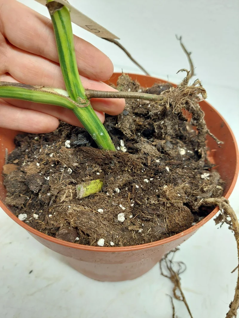 Monstera Aurea Stecklinge