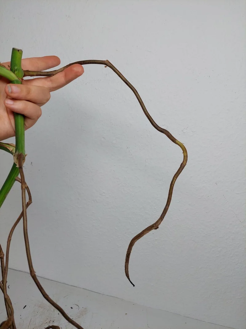 Monstera Aurea Stecklinge