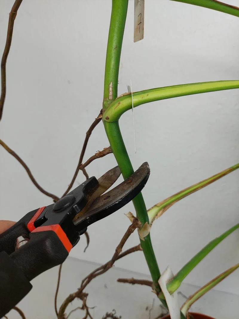 Monstera Aurea Stecklinge