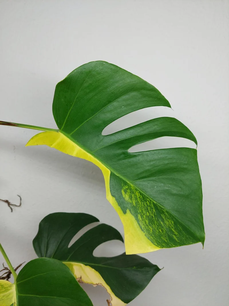 Monstera Aurea Stecklinge