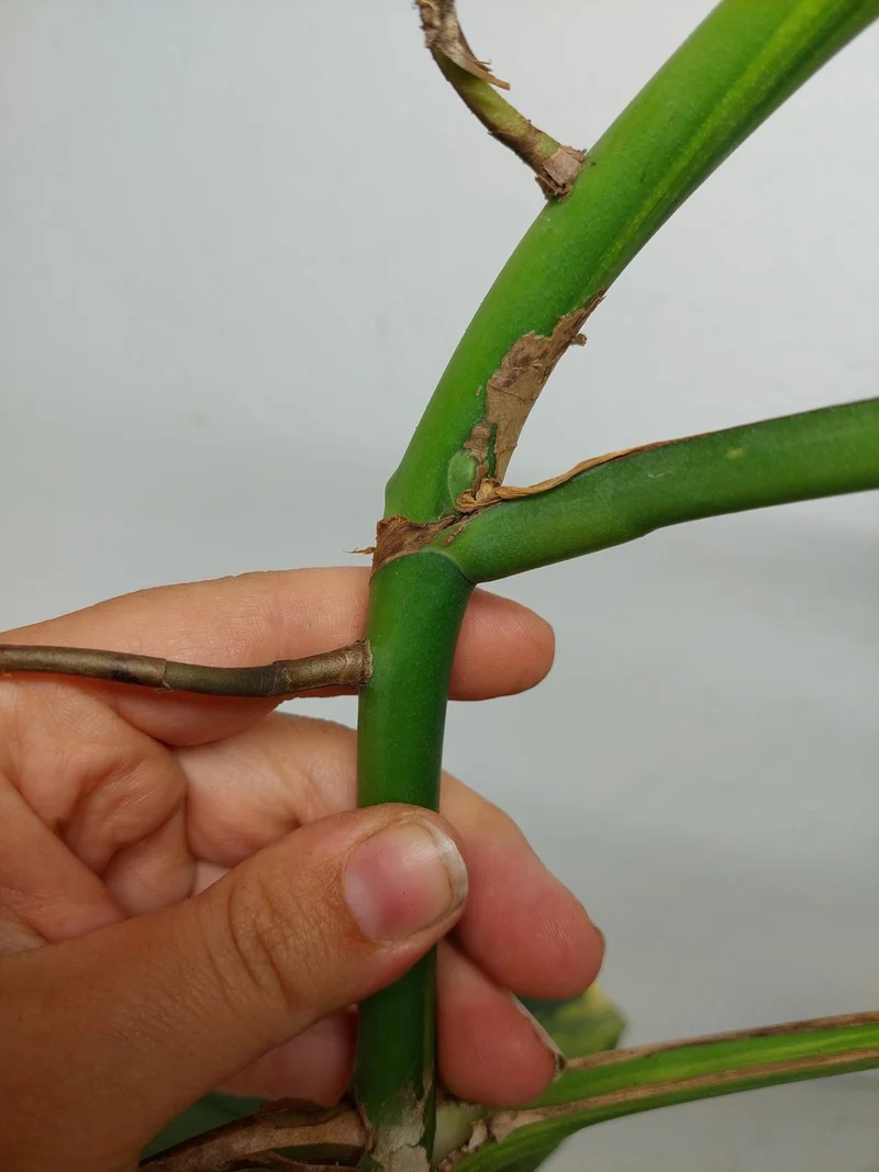 Monstera Aurea Stecklinge