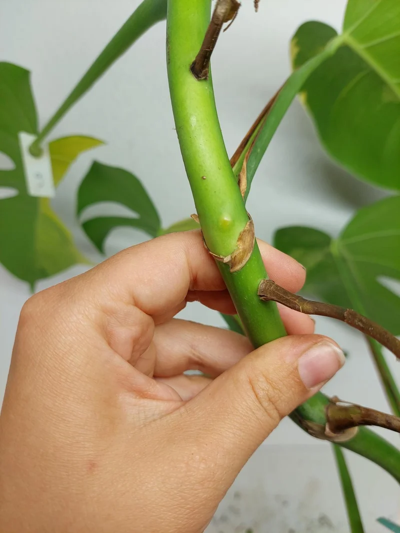 Monstera Aurea Stecklinge