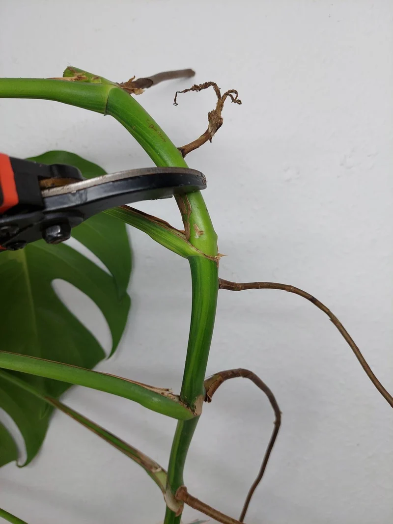 Monstera Aurea Stecklinge