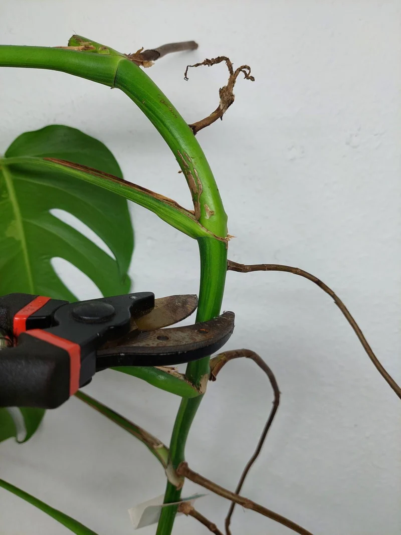 Monstera Aurea Stecklinge