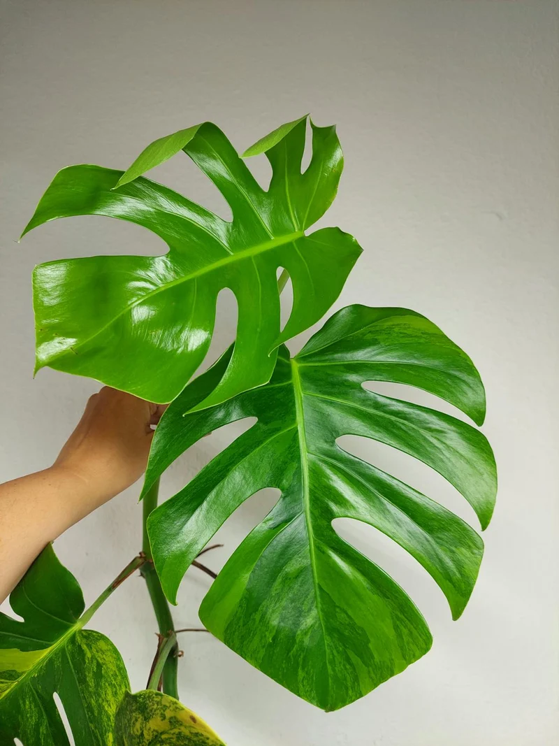 Monstera Aurea Stecklinge
