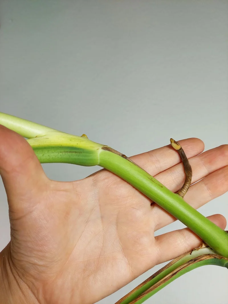 Monstera Aurea Stecklinge