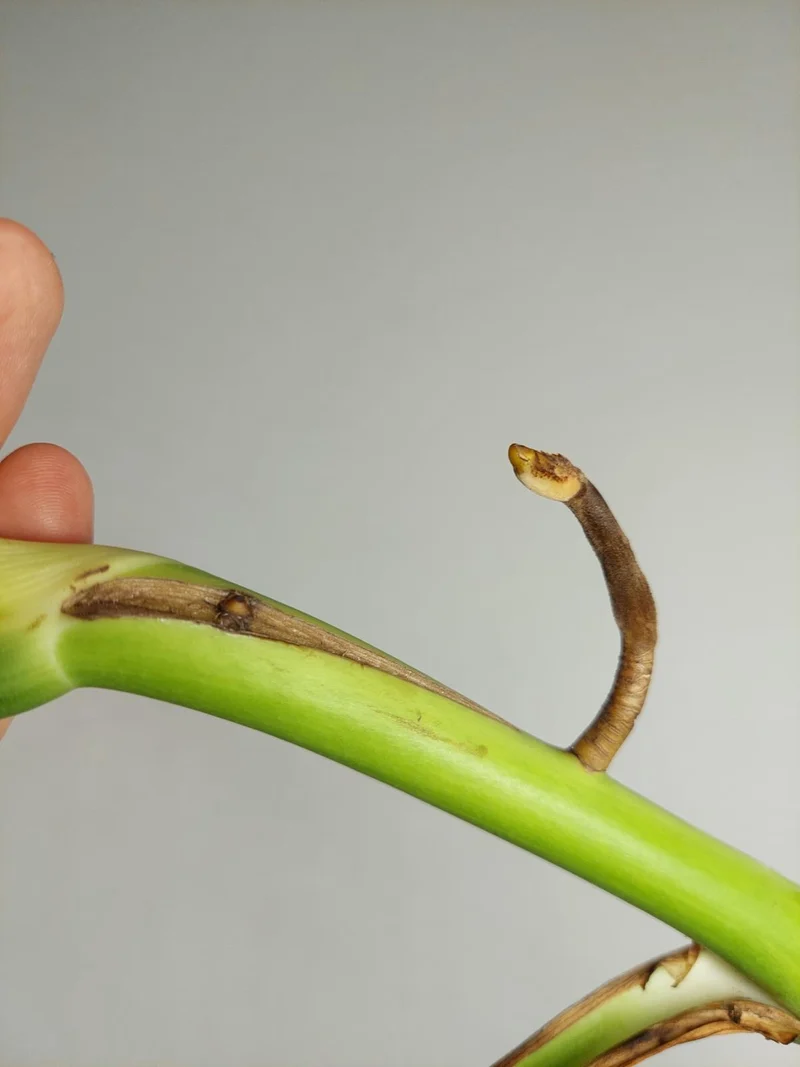 Monstera Aurea Stecklinge