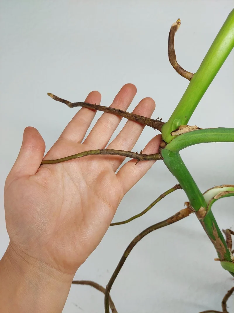 Monstera Aurea Stecklinge