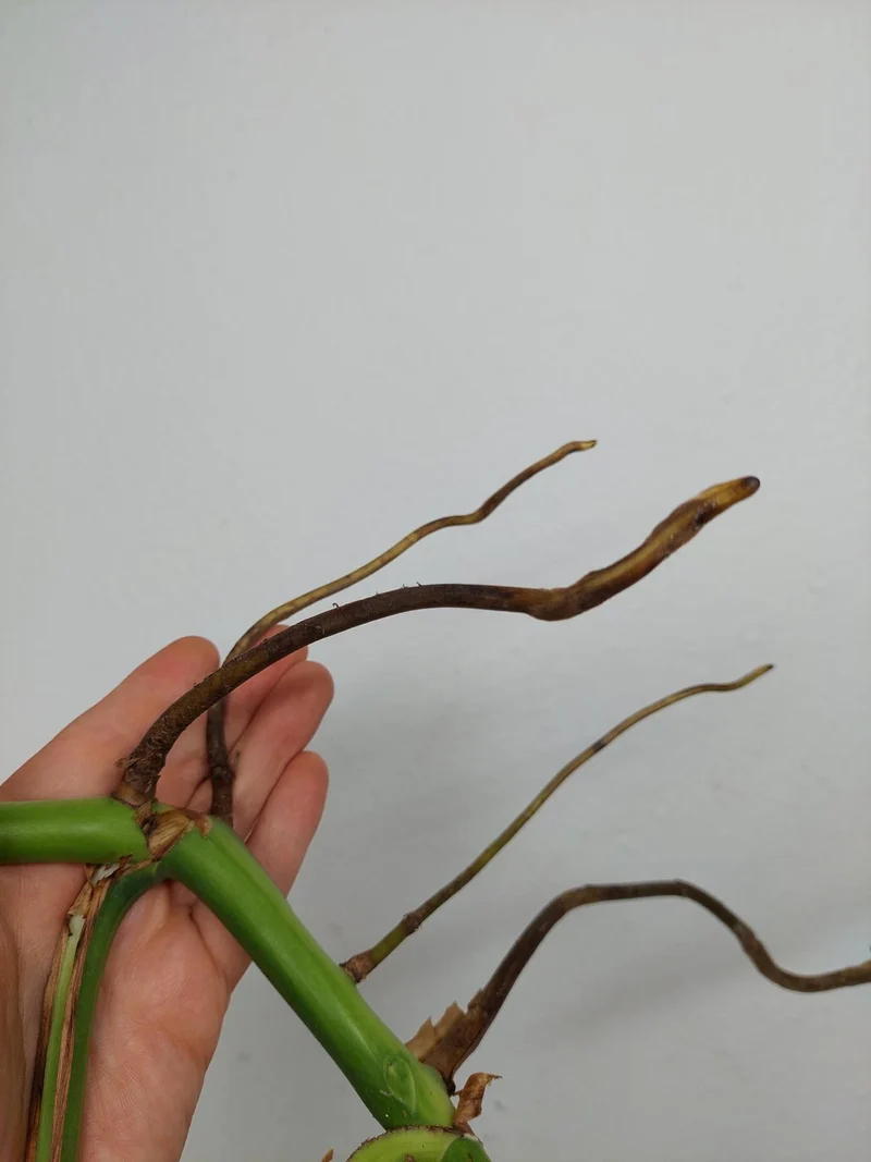Monstera Aurea Stecklinge