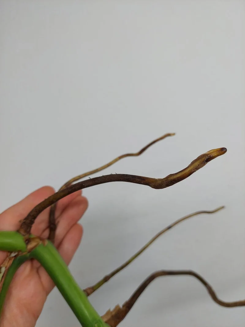 Monstera Aurea Stecklinge