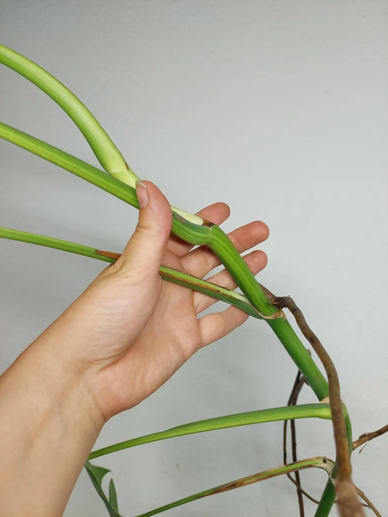 Monstera Aurea Stecklinge