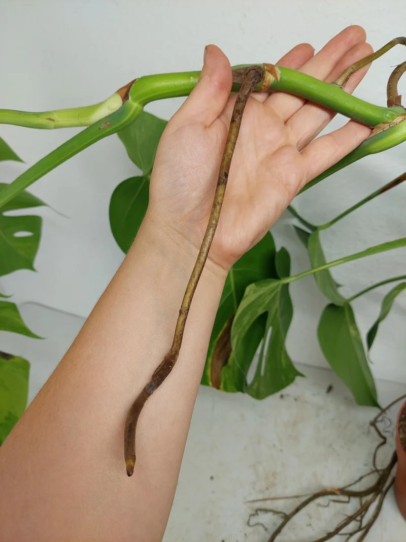 Monstera Aurea Stecklinge