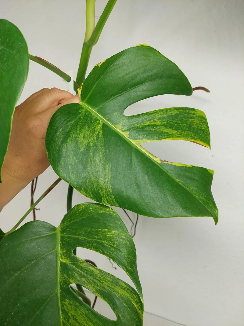 Monstera Aurea Stecklinge
