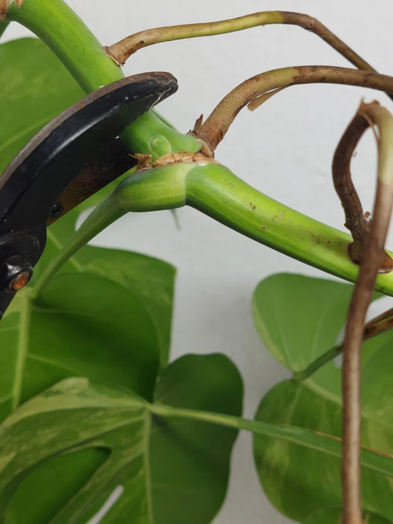 Monstera Aurea Stecklinge