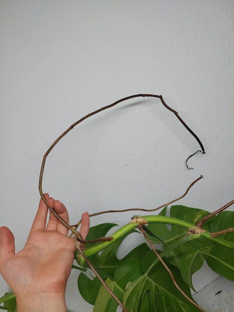 Monstera Aurea Stecklinge