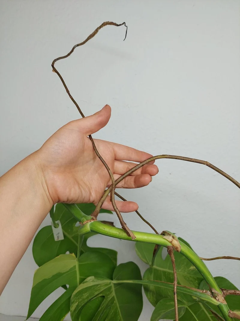 Monstera Aurea Stecklinge