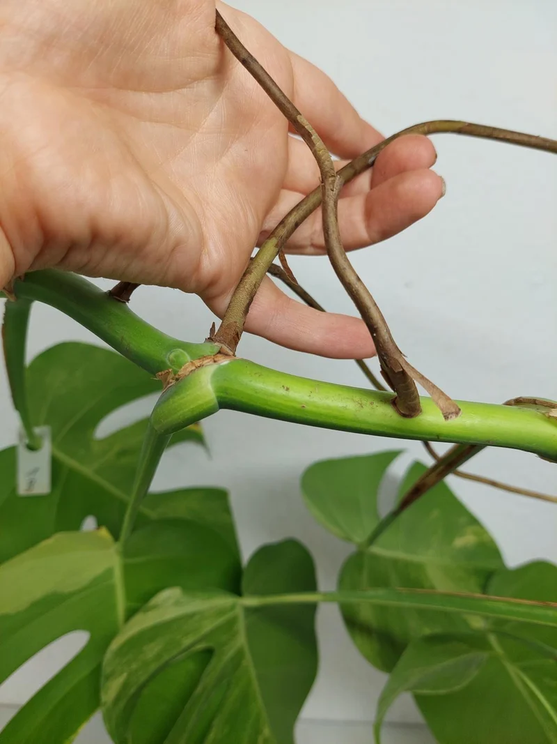 Monstera Aurea Stecklinge
