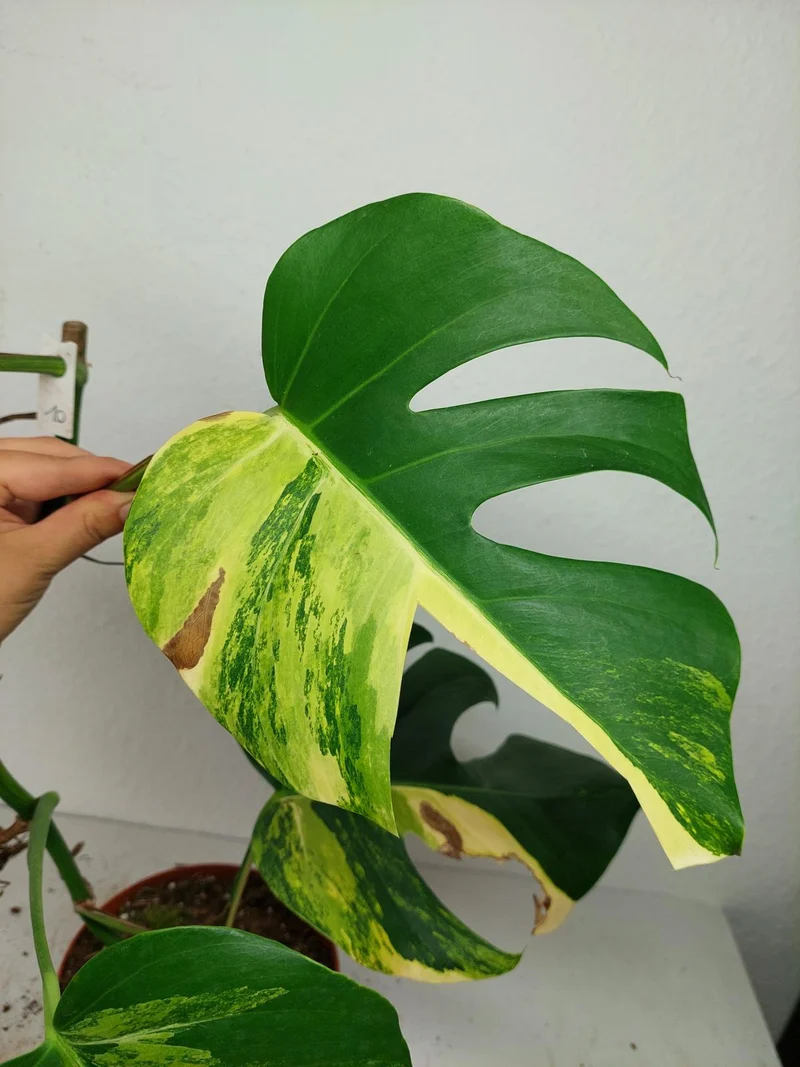 Monstera Aurea Stecklinge