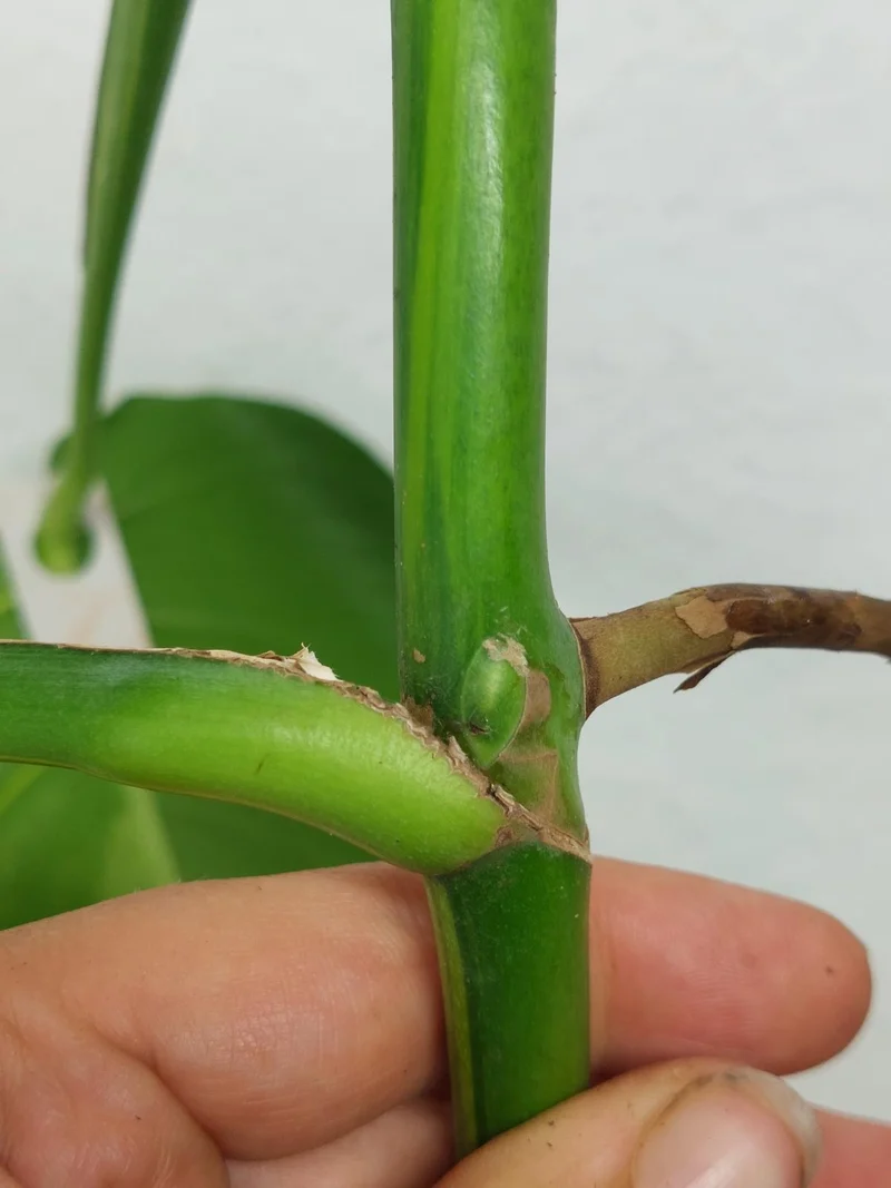 Monstera Aurea Stecklinge
