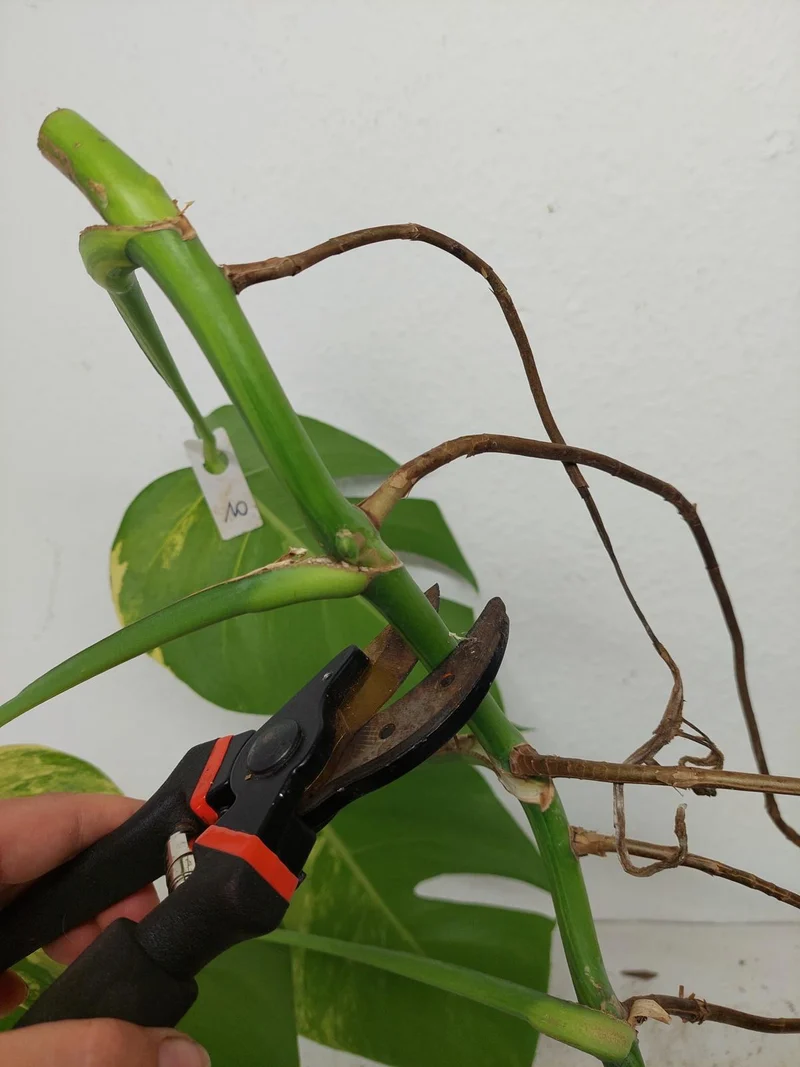 Monstera Aurea Stecklinge