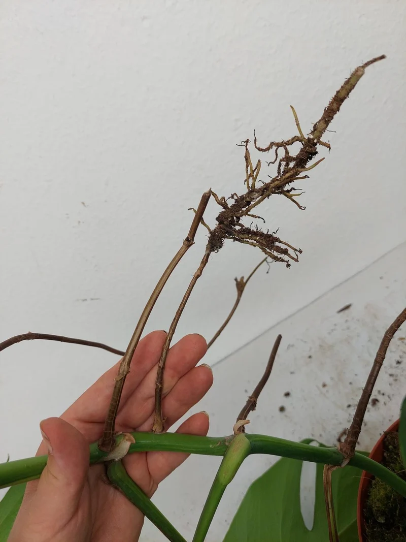 Monstera Aurea Stecklinge