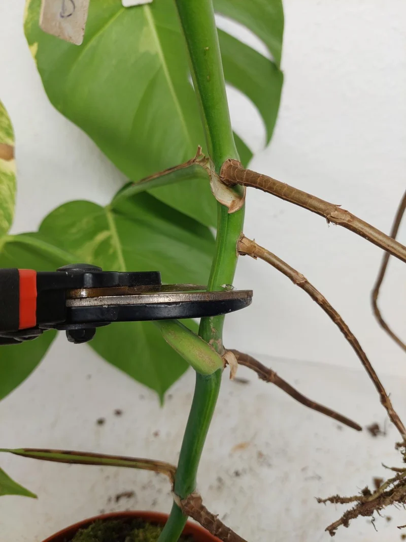 Monstera Aurea Stecklinge