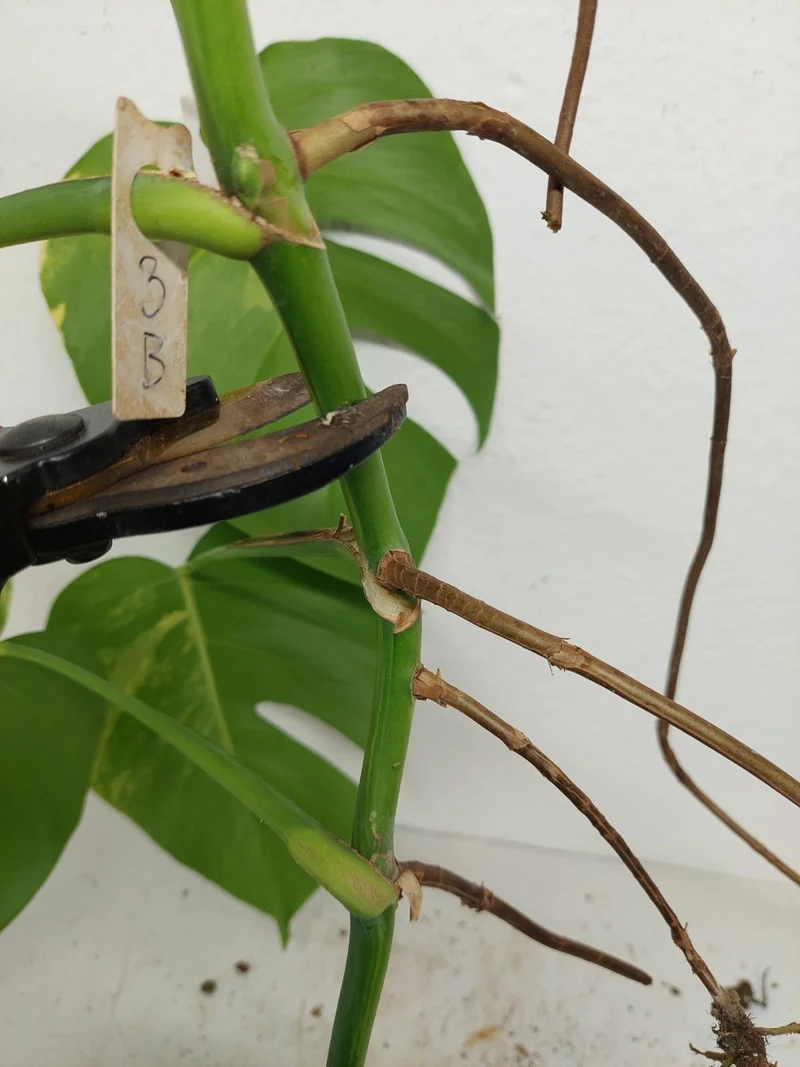 Monstera Aurea Stecklinge