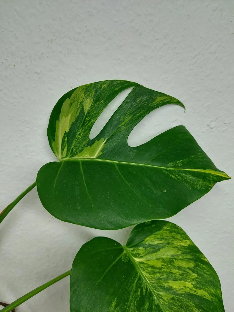 Monstera Aurea Stecklinge