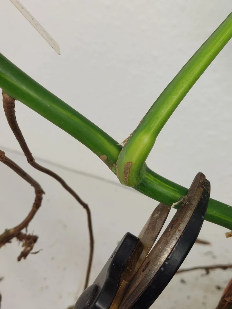 Monstera Aurea Stecklinge