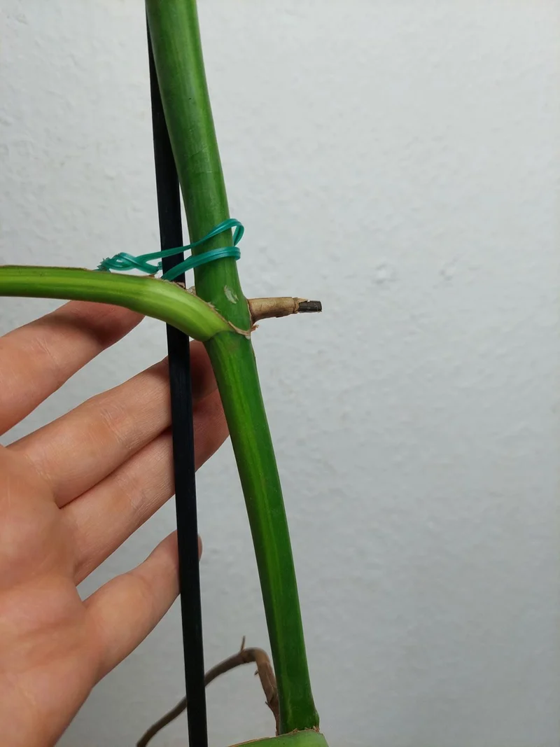 Monstera Aurea Stecklinge