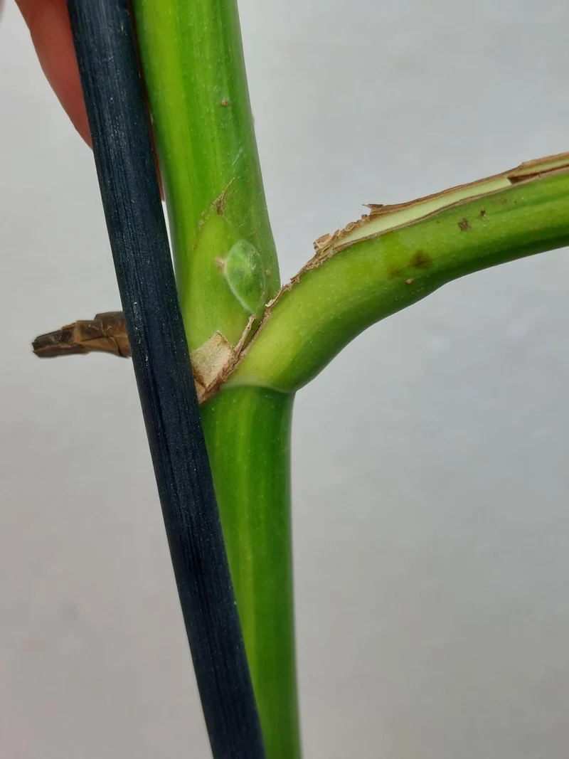 Monstera Aurea Stecklinge