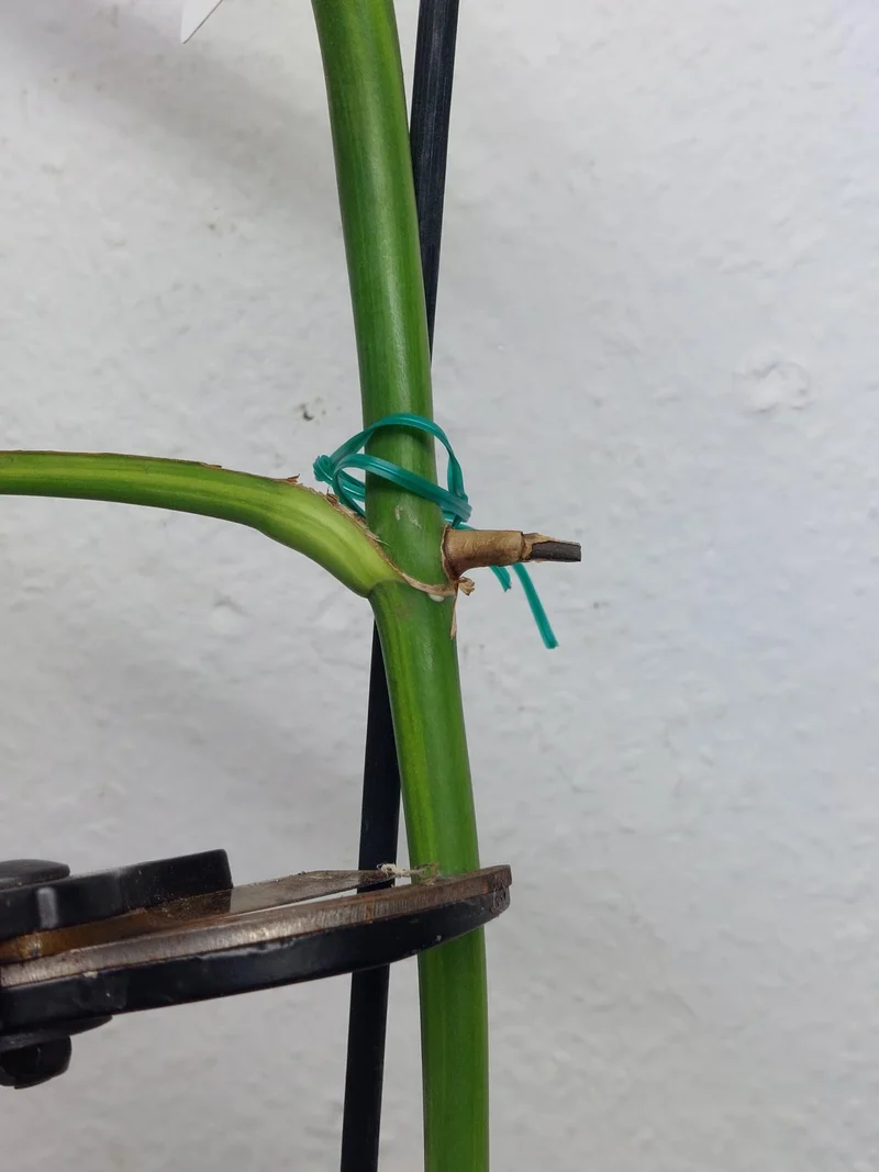 Monstera Aurea Stecklinge