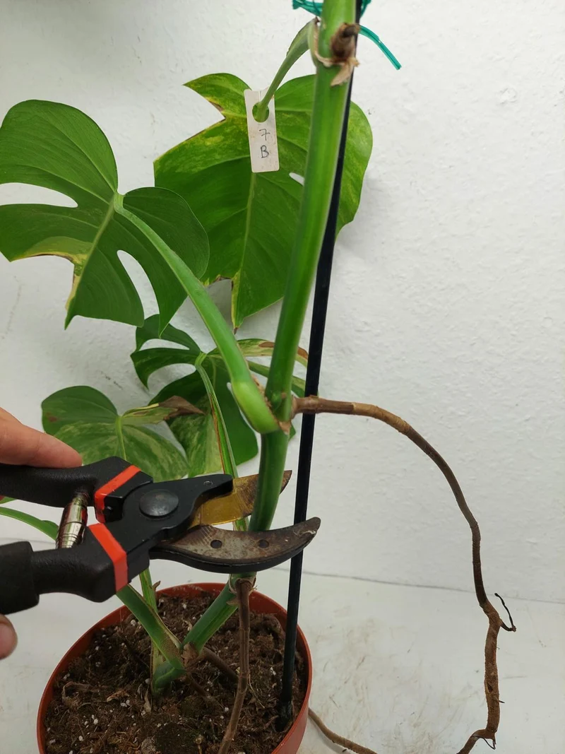 Monstera Aurea Stecklinge
