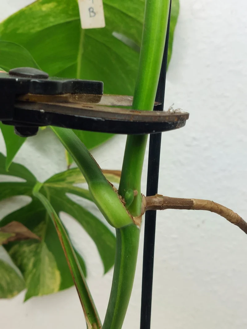 Monstera Aurea Stecklinge