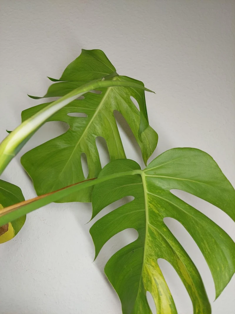 Monstera Aurea Stecklinge
