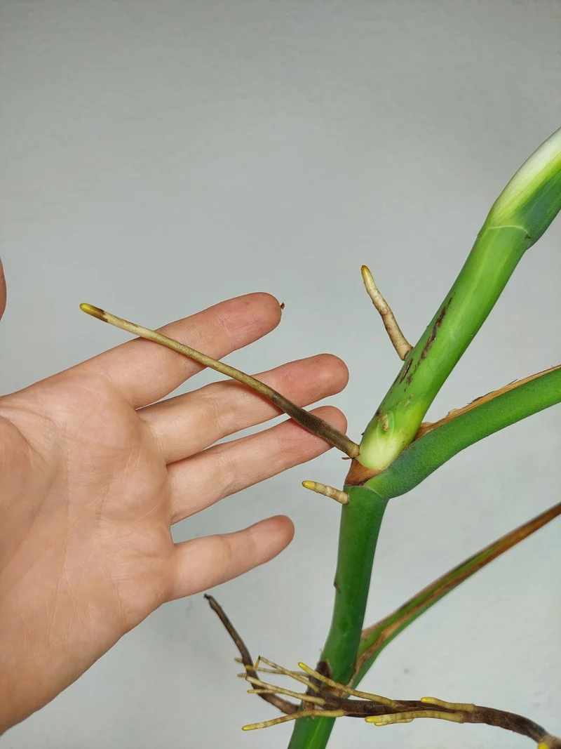 Monstera Aurea Stecklinge