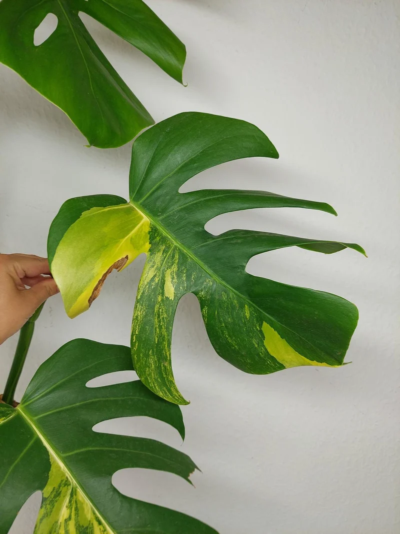 Monstera Aurea Stecklinge