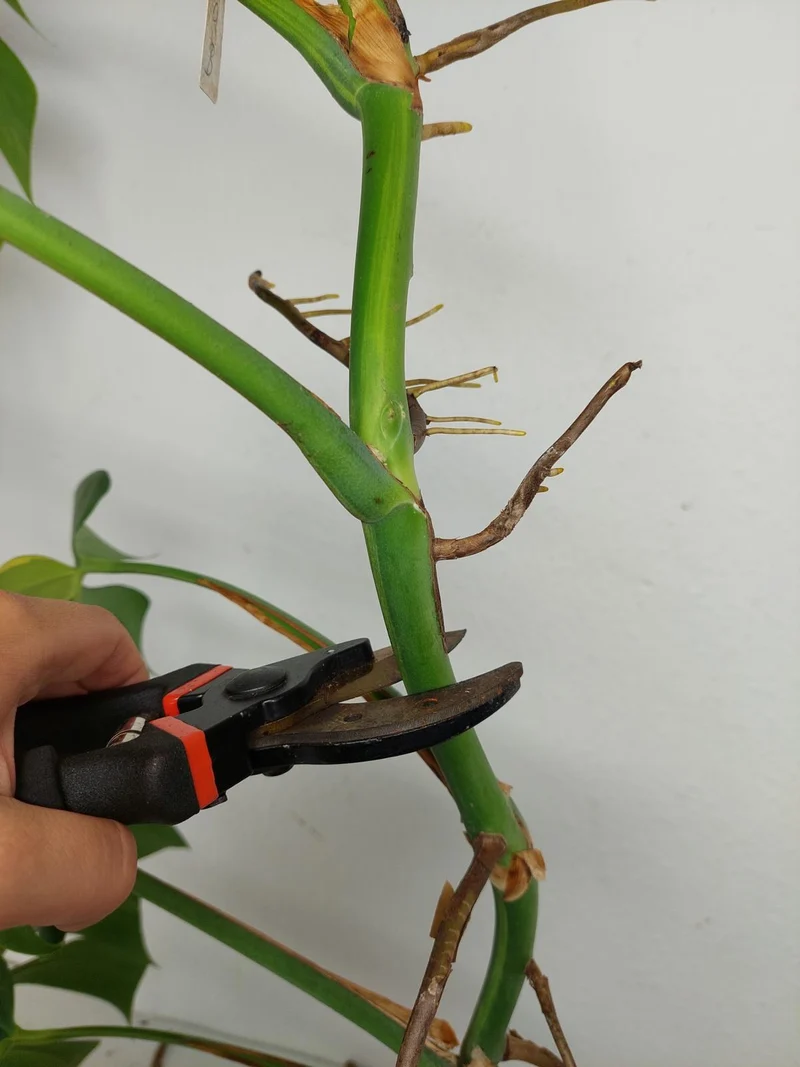 Monstera Aurea Stecklinge