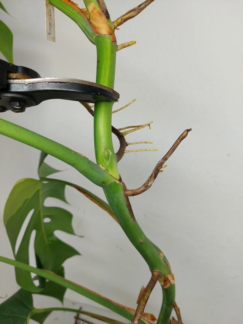 Monstera Aurea Stecklinge