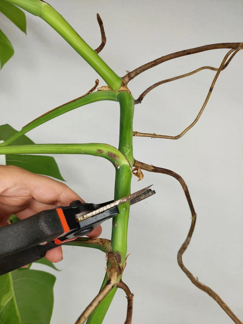 Monstera Aurea Stecklinge