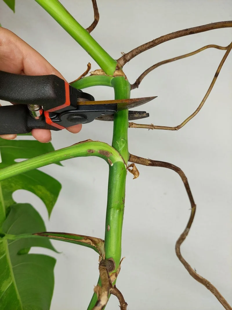 Monstera Aurea Stecklinge