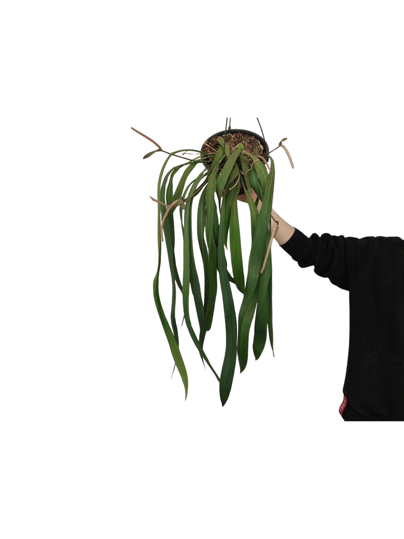 Anthurium Vittarifolium groß