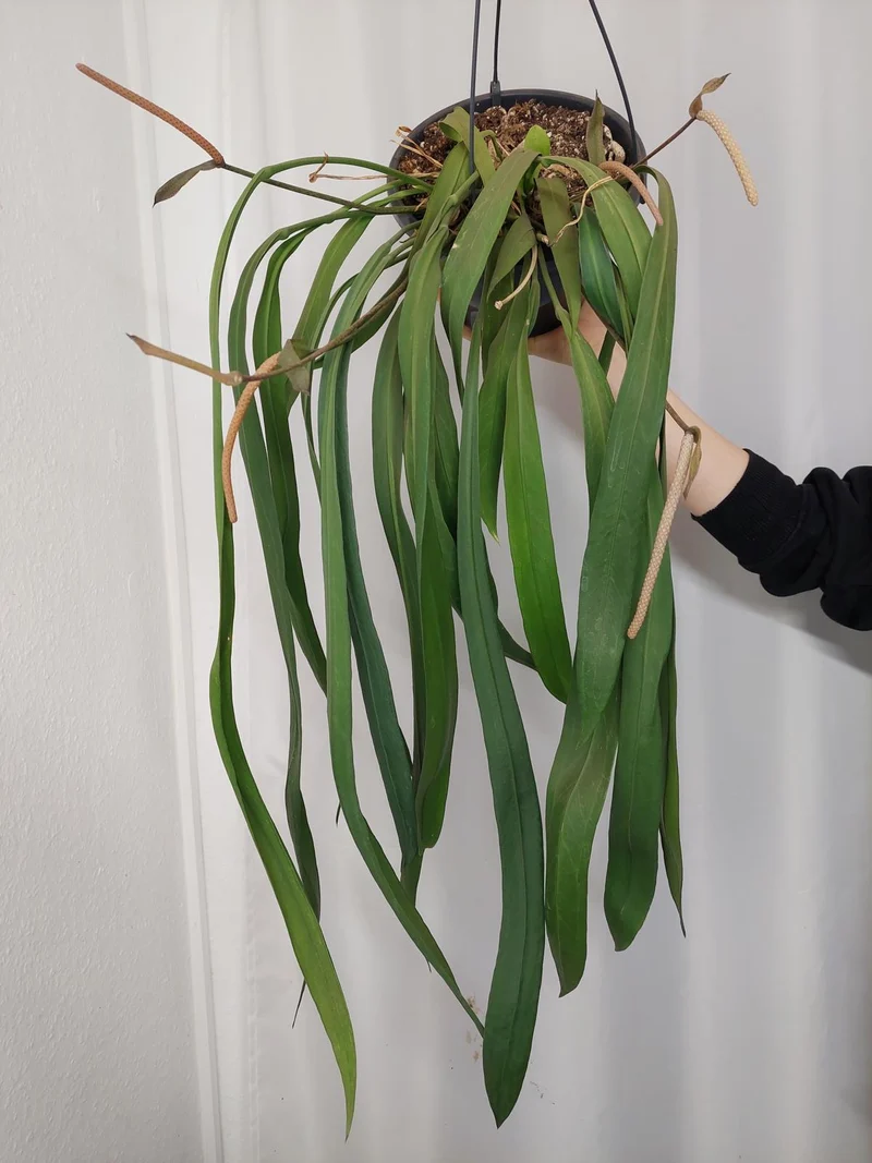 Anthurium Vittarifolium groß