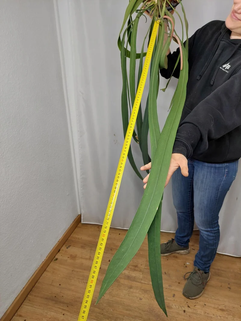 Anthurium Vittarifolium groß