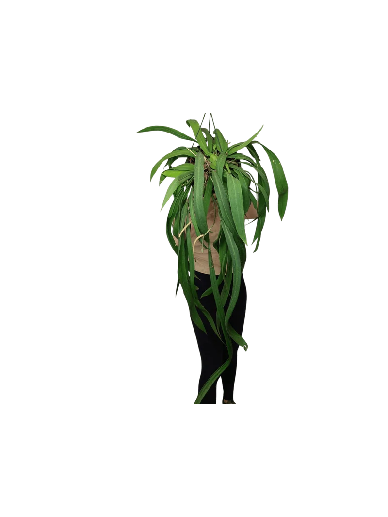 Anthurium Vittarifolium groß