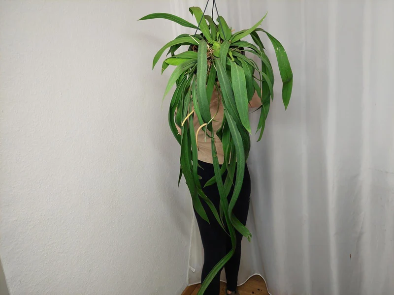 Anthurium Vittarifolium groß
