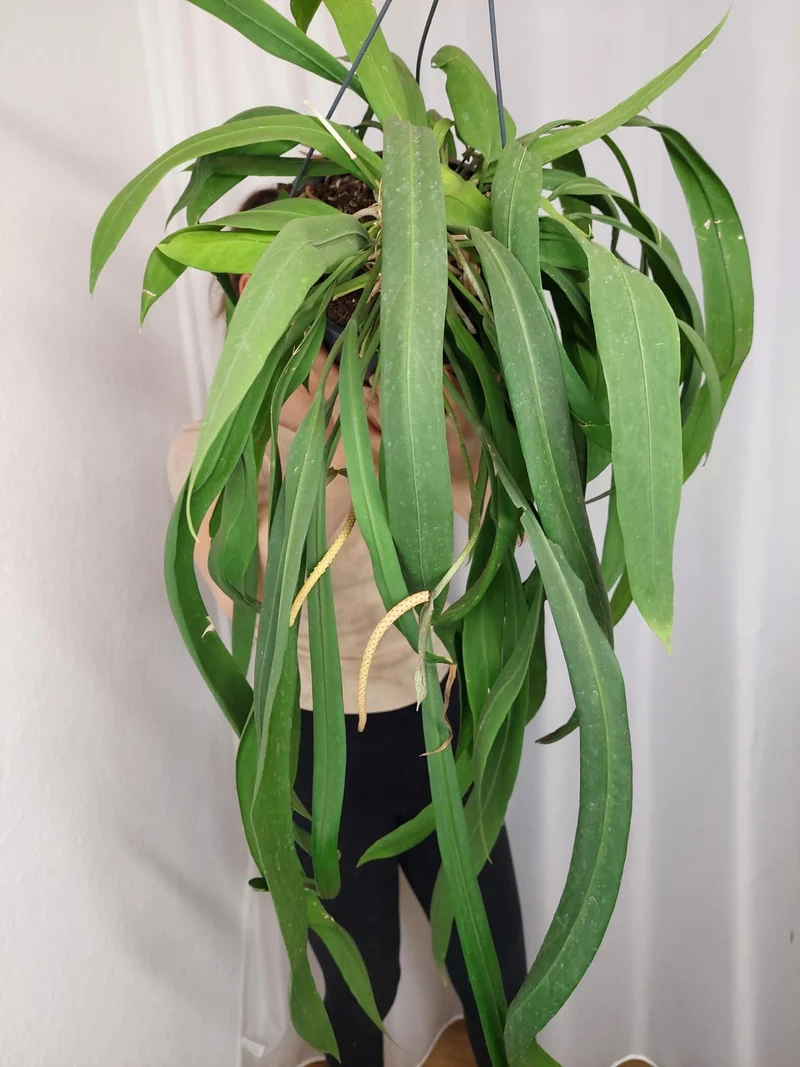 Anthurium Vittarifolium groß